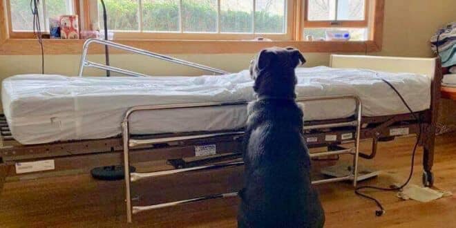 Dog Refused To Leave His Late Dad’s Hospital Bed